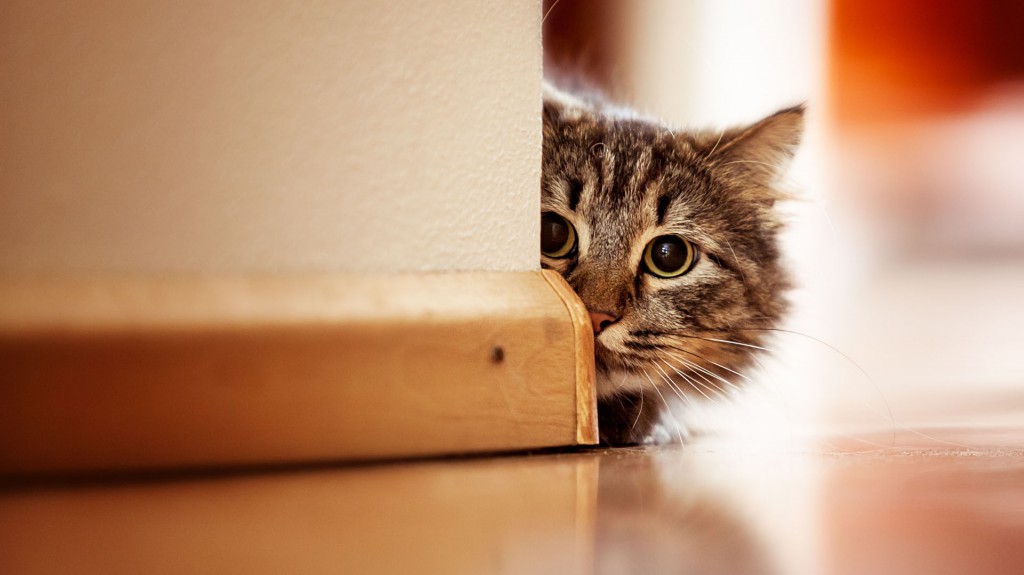 Gato celoso de otro gato