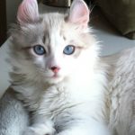 Gato insuficiencia renal no come