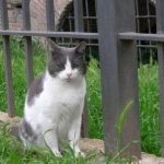 Gatos callejeros que hacer