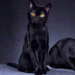 Gatos de raza pequeña