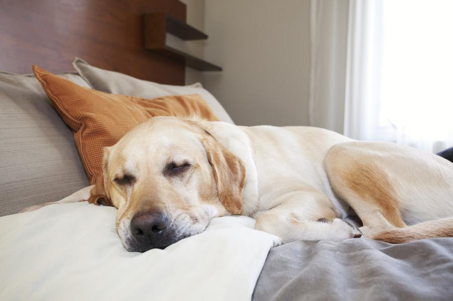 Guarderia de perros barcelona