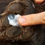 Heridas en las almohadillas de los perros