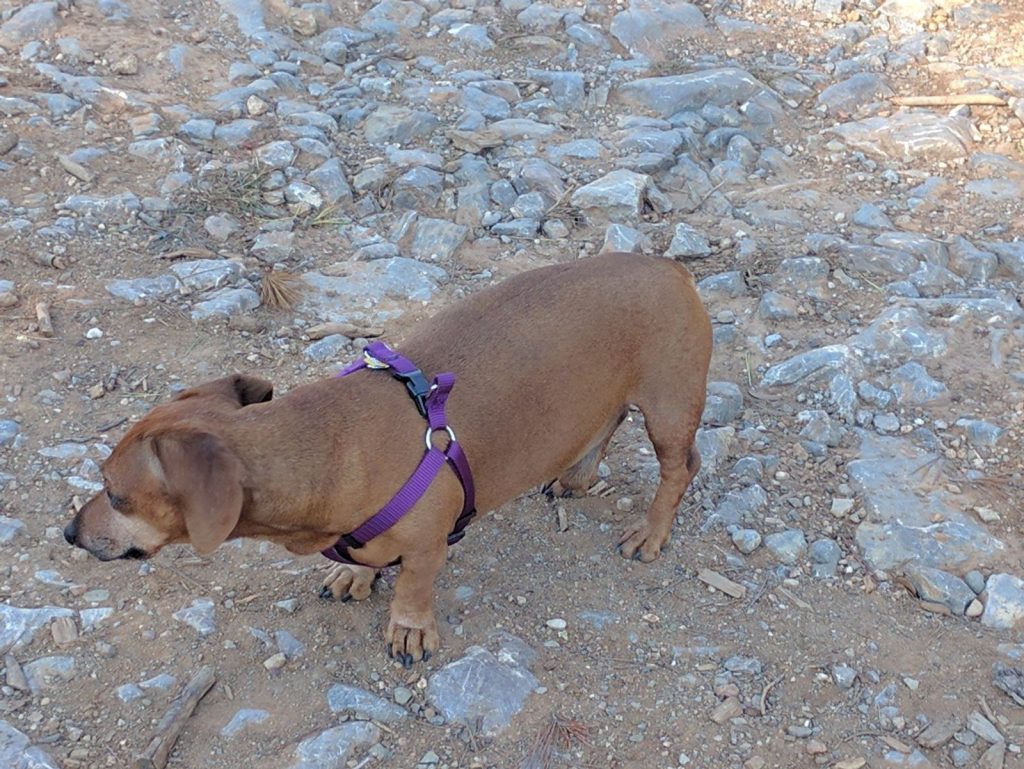 Hernia discal en perros precio operacion