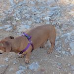 Hernia discal en perros precio operacion