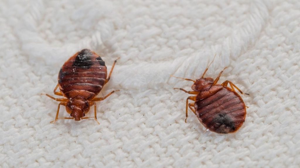 Insectos en casa tipos