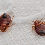 Insectos en casa tipos