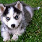 Las razas de perros mas bonitas