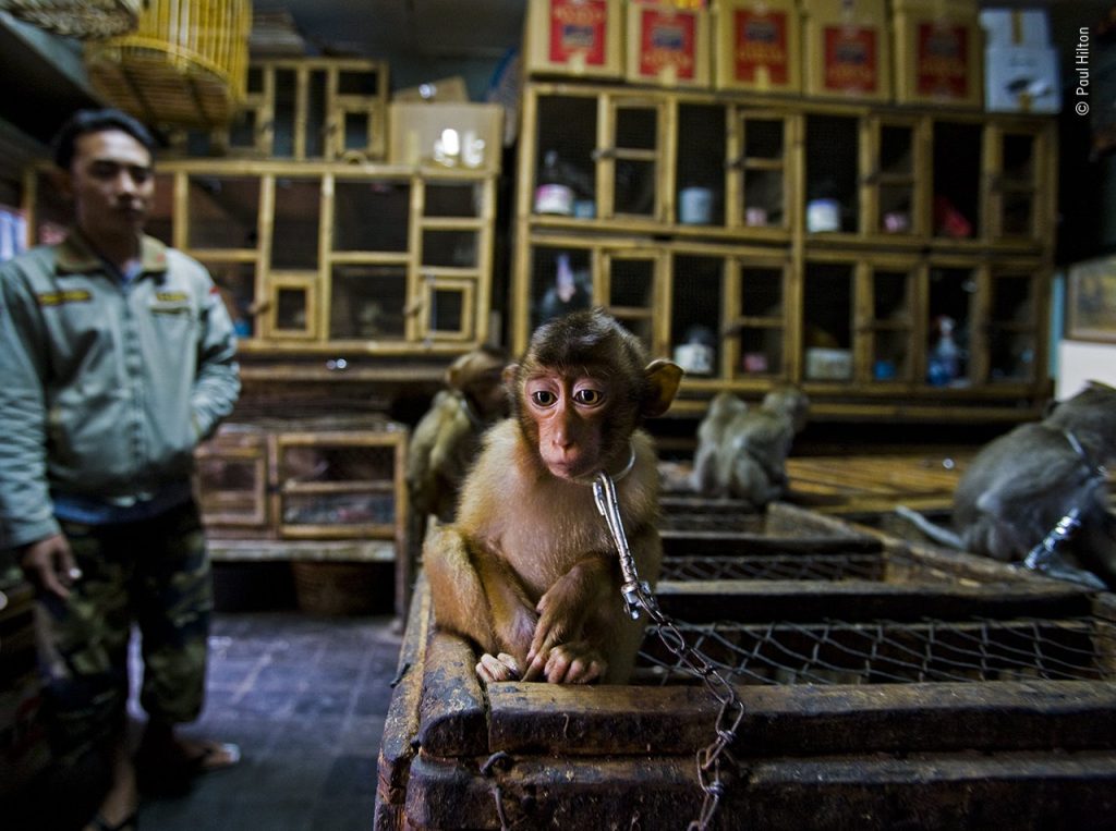 Los animales mas monos del mundo