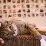 Los gatos tienen sentimientos