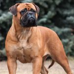 Los mejores perros guardianes