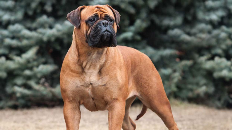 Los mejores perros guardianes