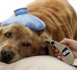 Los perros pueden comer pistachos