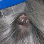 Mastocitoma en perros esperanza de vida