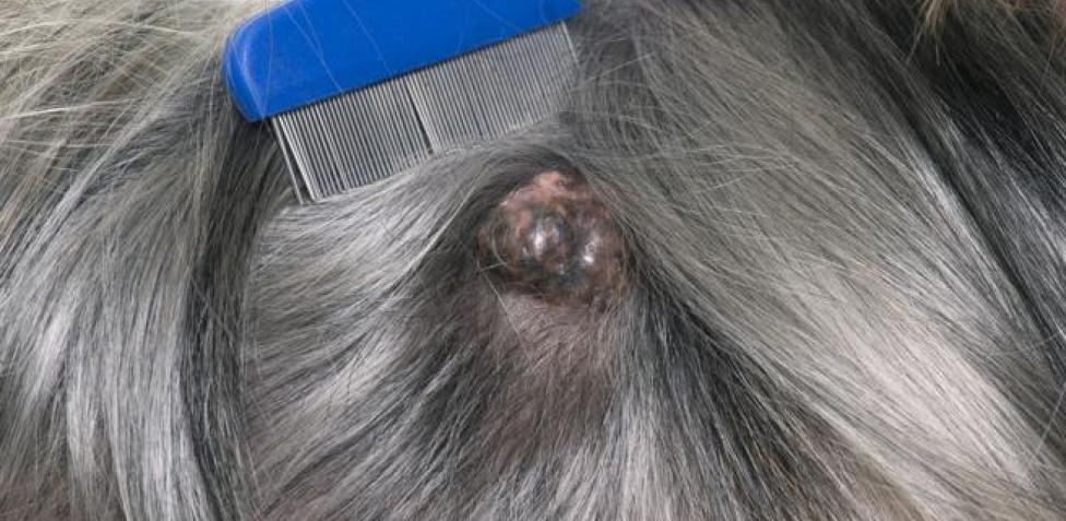 Mastocitoma en perros esperanza de vida