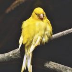 Mi canario no canta