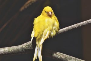 Mi canario no canta