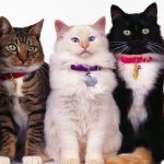 Mi gato tiene diarrea y vomita