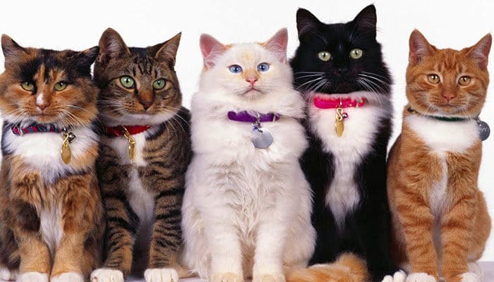 Mi gato tiene diarrea y vomita