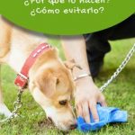 Mi perro se come las cacas