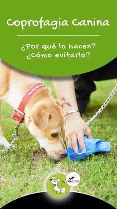 Mi perro se come las cacas