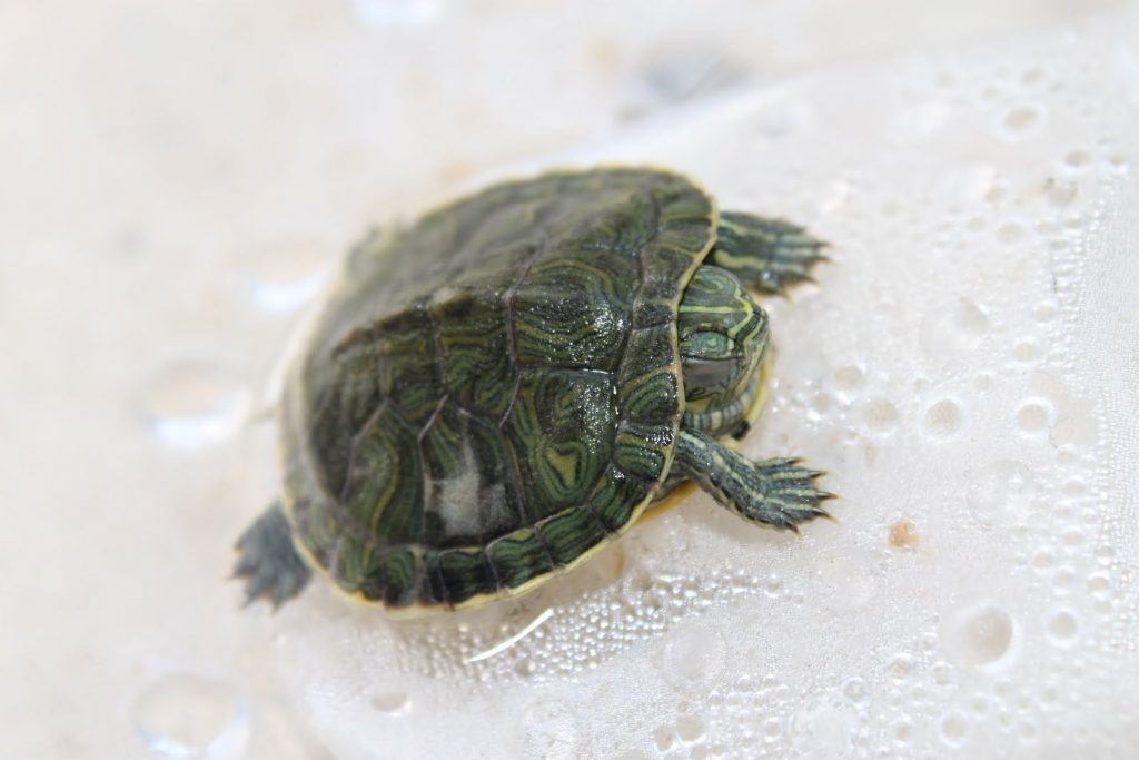 Mi tortuga no se mueve
