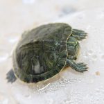 Mi tortuga no se mueve