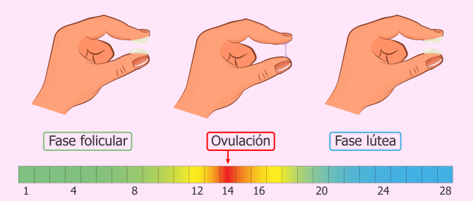 Moco cervical en el embarazo
