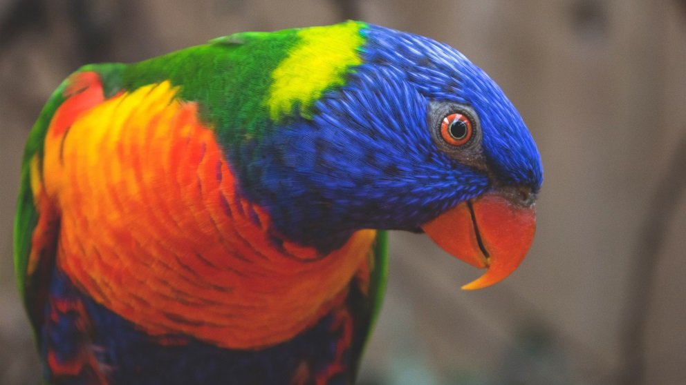 Nombre de pájaros famosos