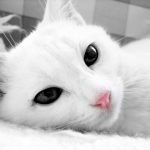 Nombres de gatas originales