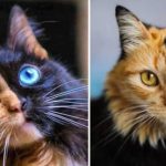 Nombres de gatos mitologicos