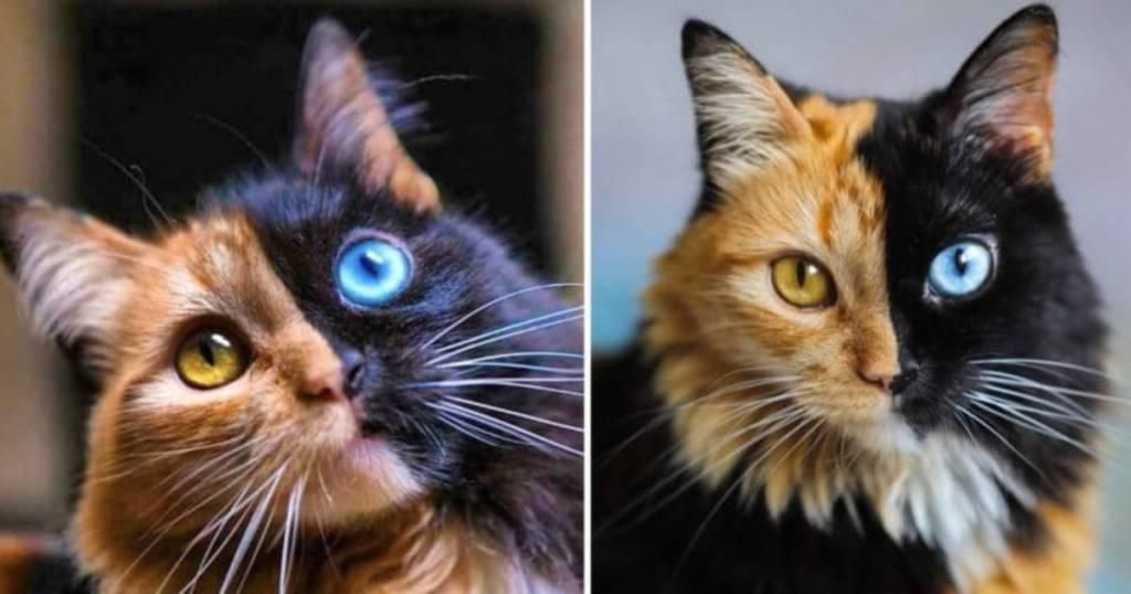 Nombres de gatos mitologicos