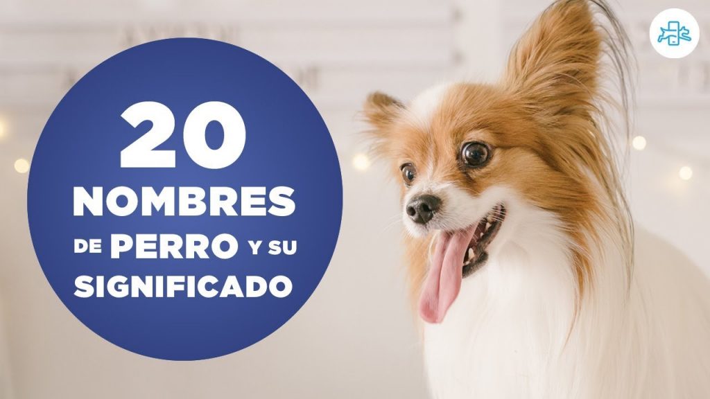 Nombres guays para perros