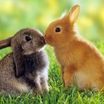 Nombres para conejos hembra