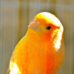 Nombres para pájaros machos