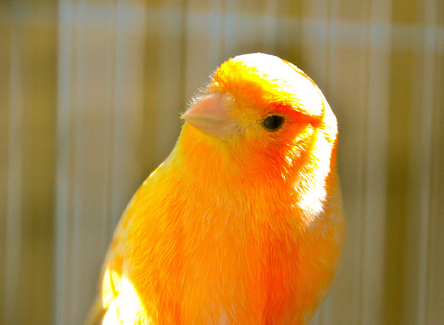 Nombres para pájaros machos