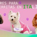 Nombres vascos para perros