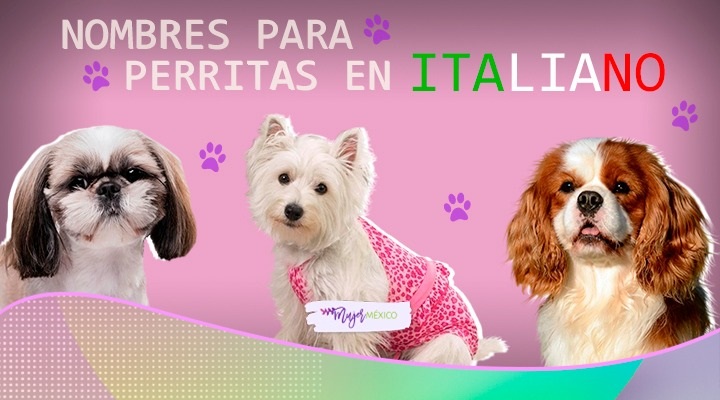 Nombres vascos para perros