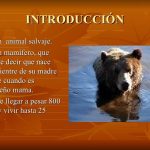 Oso caracteristicas para niños