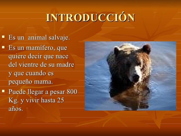 Oso caracteristicas para niños