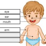 Partes del cuerpo infantil