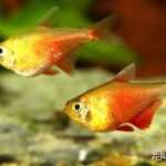 Peces quietos en el fondo del acuario