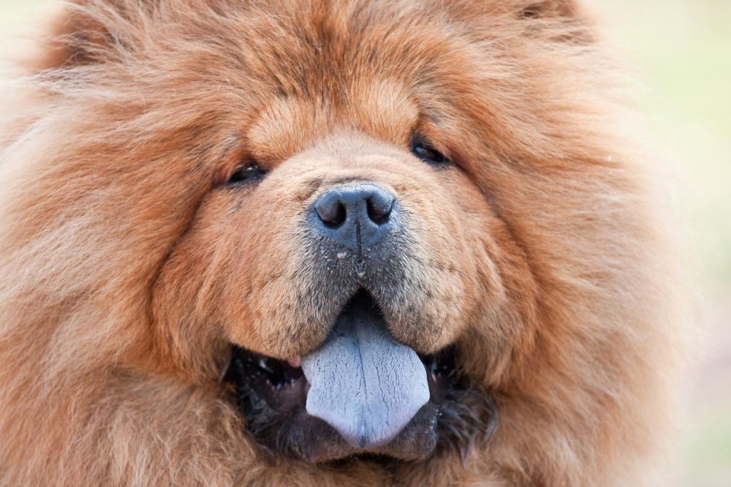 Perro con lengua azul