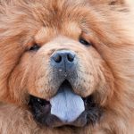 Perro con lengua azul