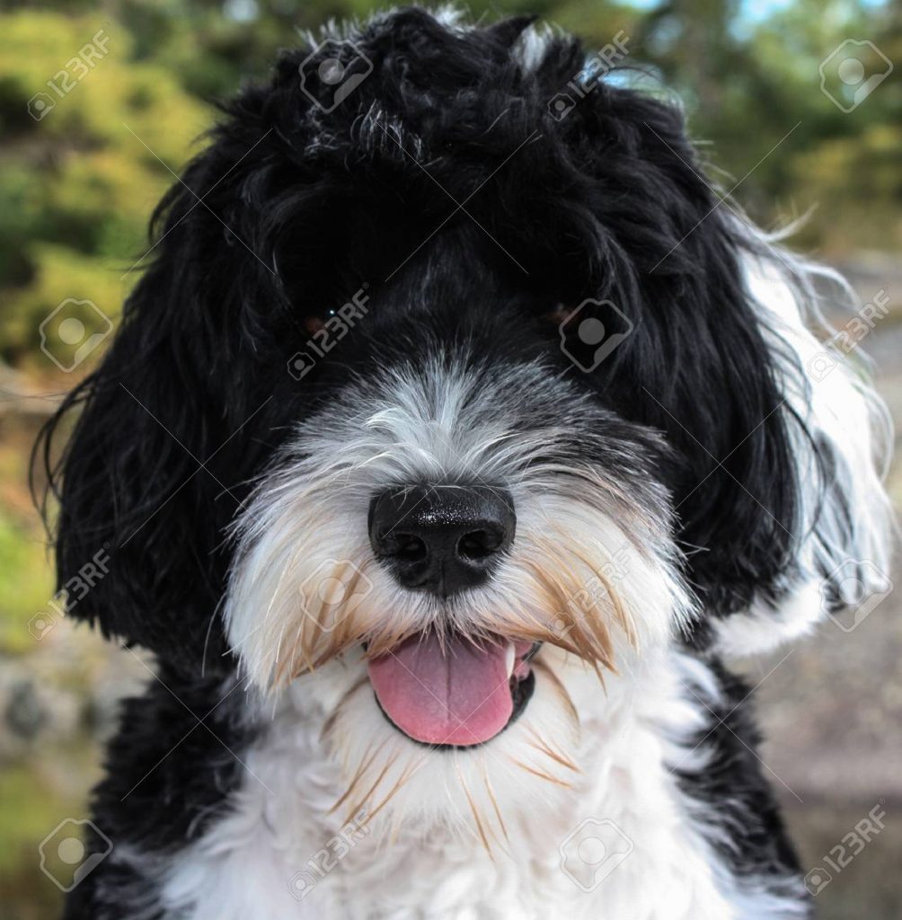Perro de agua blanco