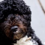 Perro de agua caracteristicas