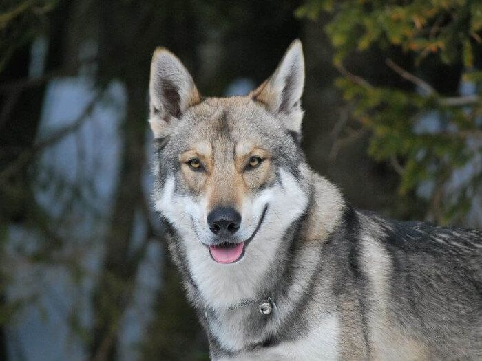 Perro lobo de saarloos