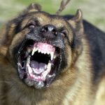 Perro mas peligroso del mundo