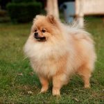 Perro pequeño con mucho pelo