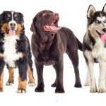 Perros de raza grande