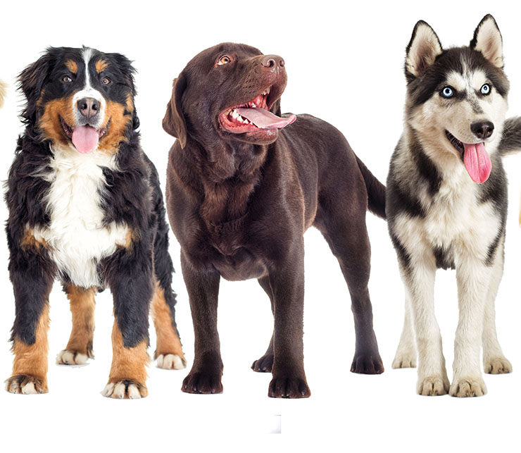 Perros de raza grande